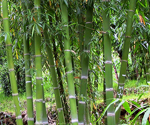 云南甜龙竹优良品种生态栽培技术