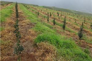 云南山地油茶良种选育及丰产栽培技术
