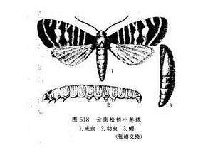 细梢小卷蛾发生规律及综合治理技术研究