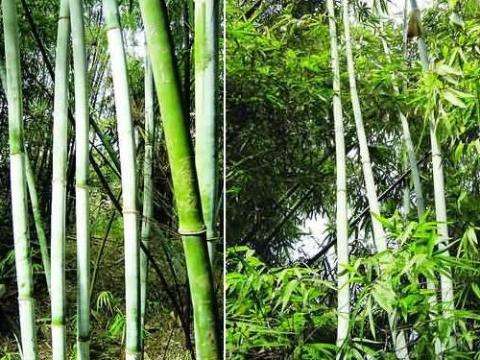 优质大型丛生竹笋材兼用林集约经营技术