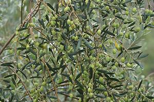 油橄榄优良种质材料及培育技术