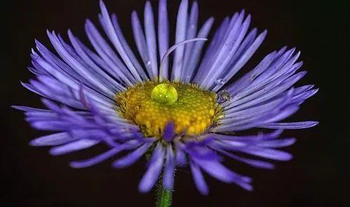 游览国家植物园——58.认识植物：紫菀